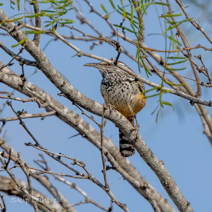 Cactus wren