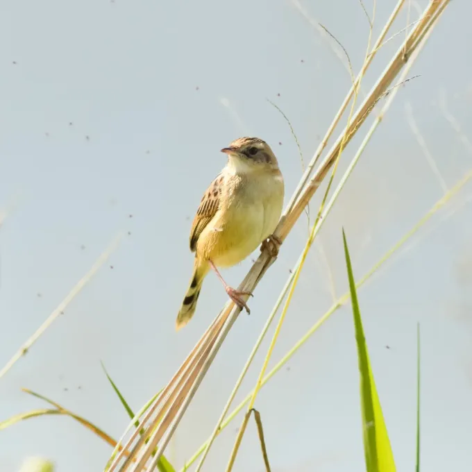 Zitting Cisticola