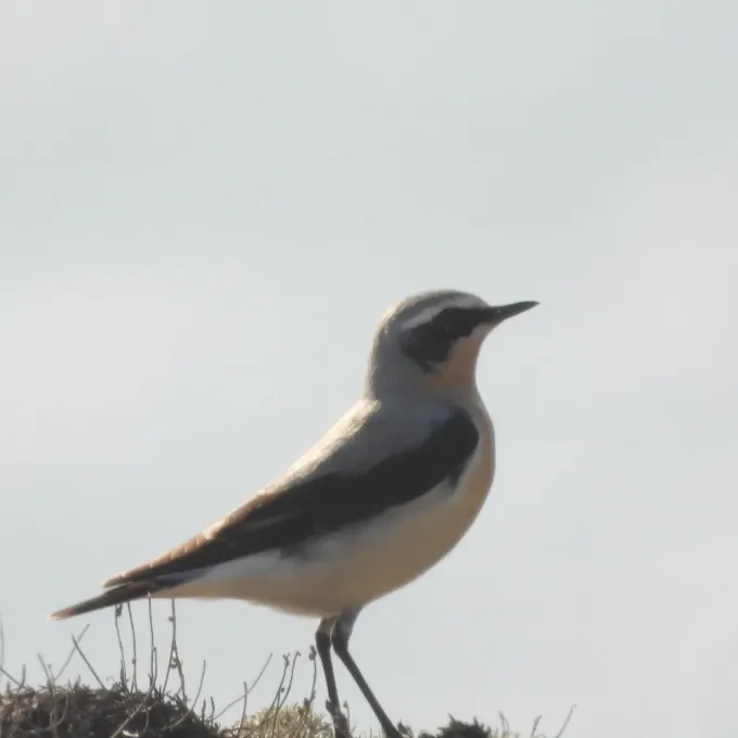 Northern Wheatear