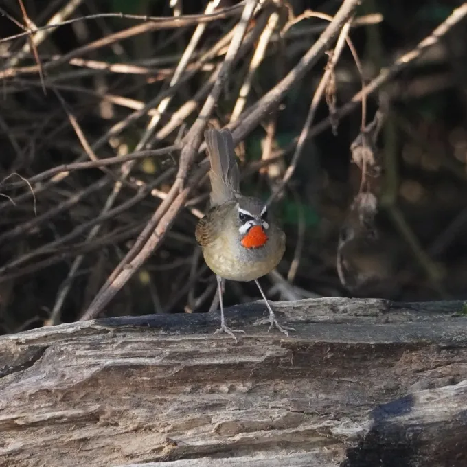 Nightingale