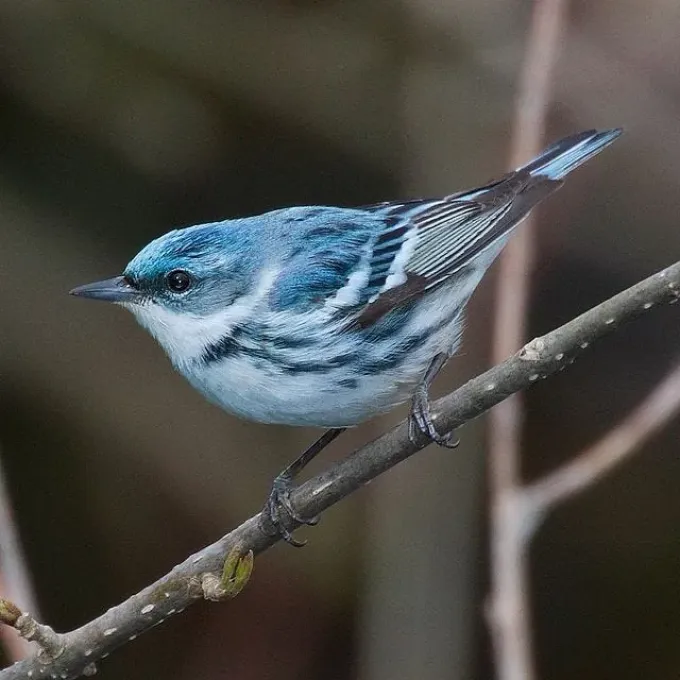Dendroica