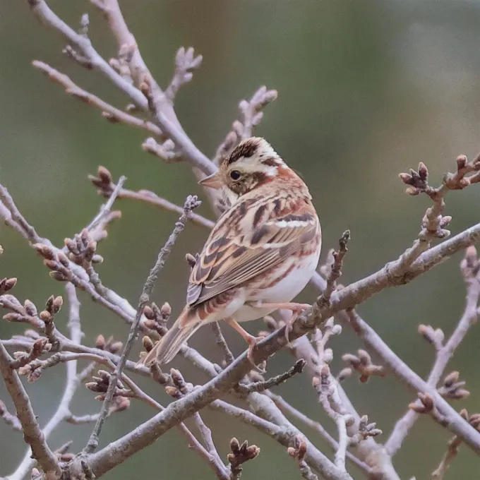 Rustic bunting