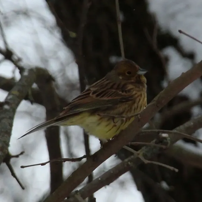 Yellowhammer