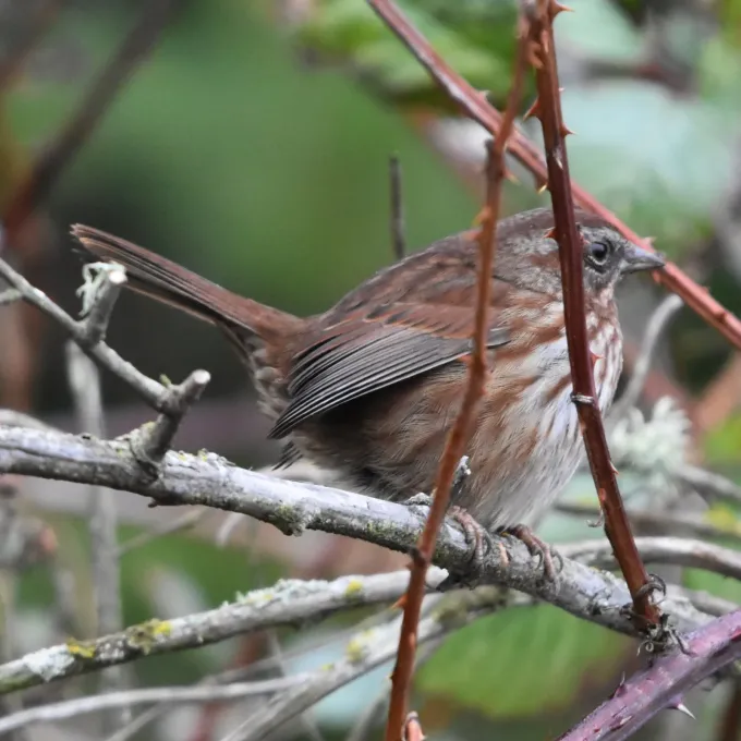 Song sparrow