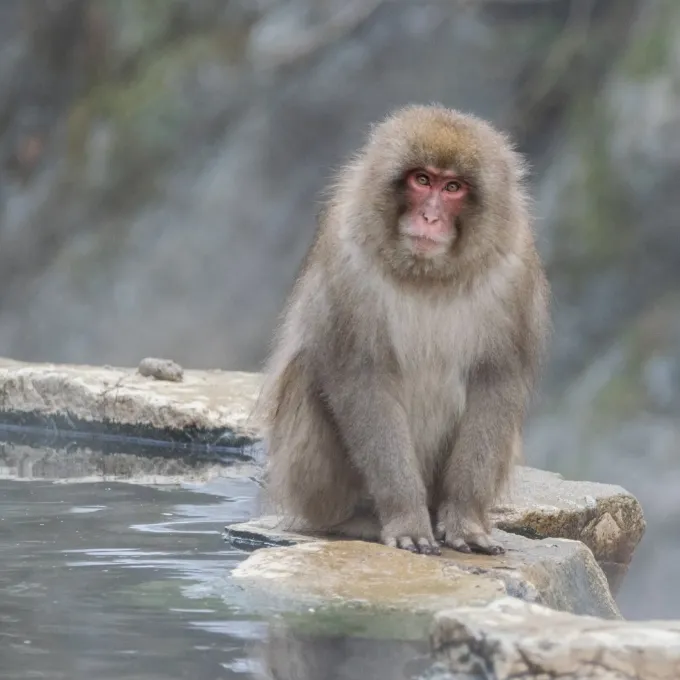 Japanese macaque