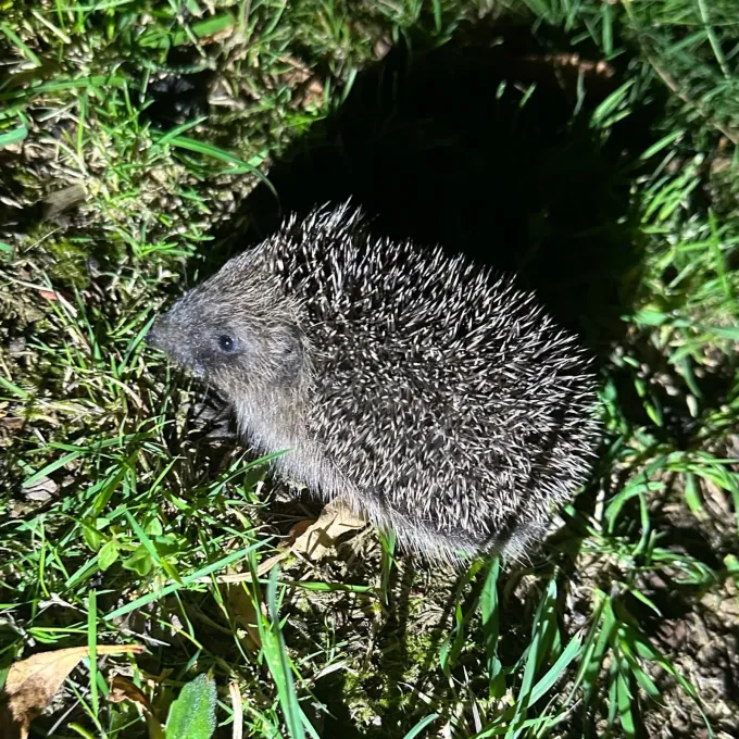 European hedgehog