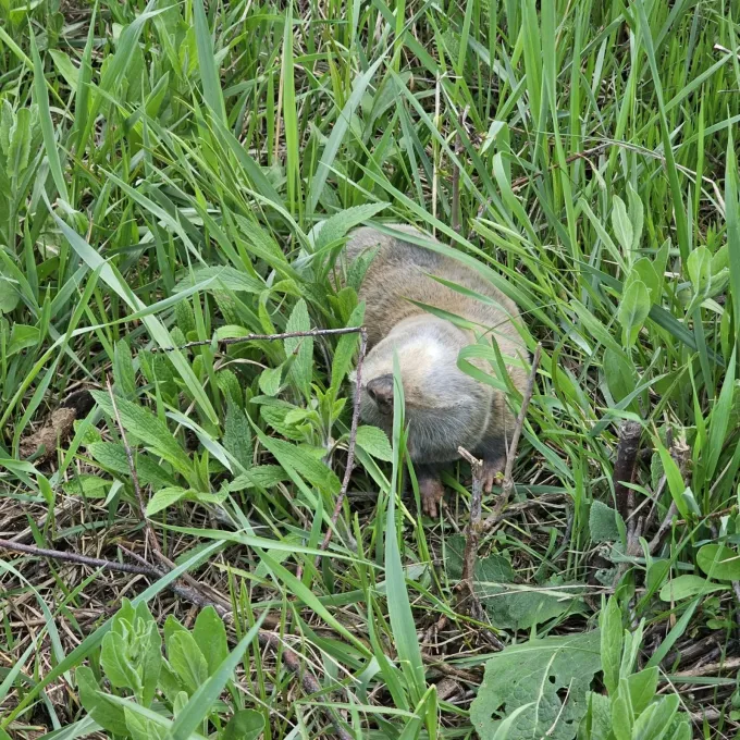 Mole-rat