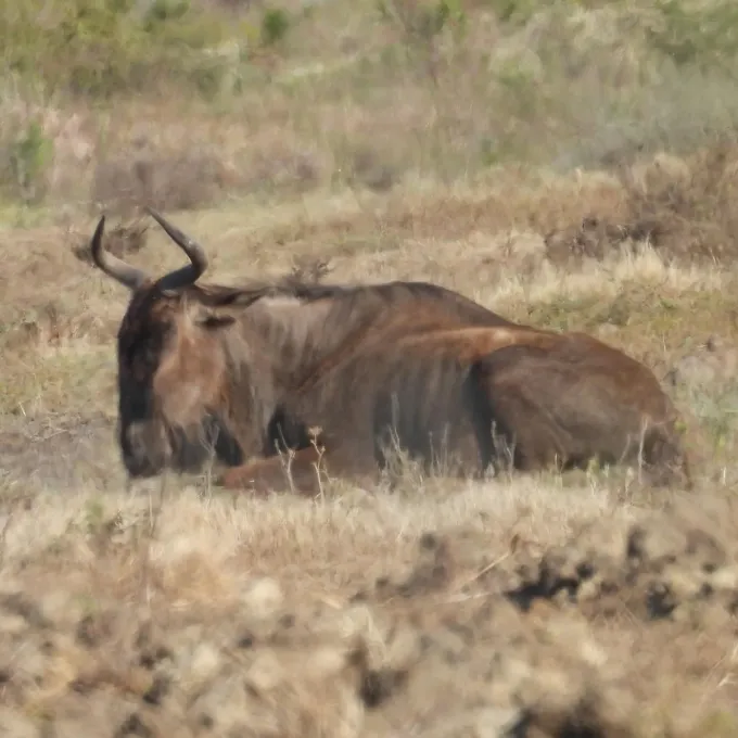 Blue wildebeest