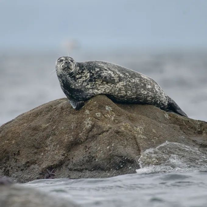 Harbor seal