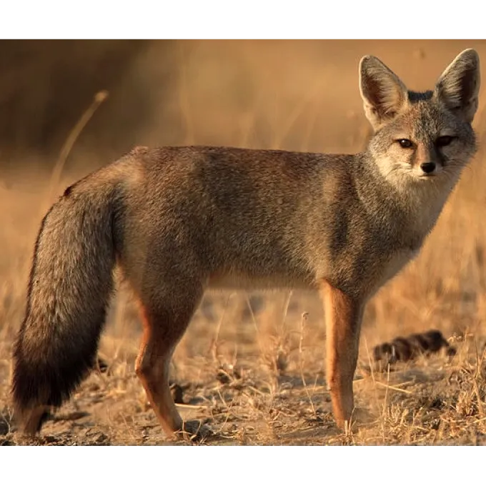 Kit fox