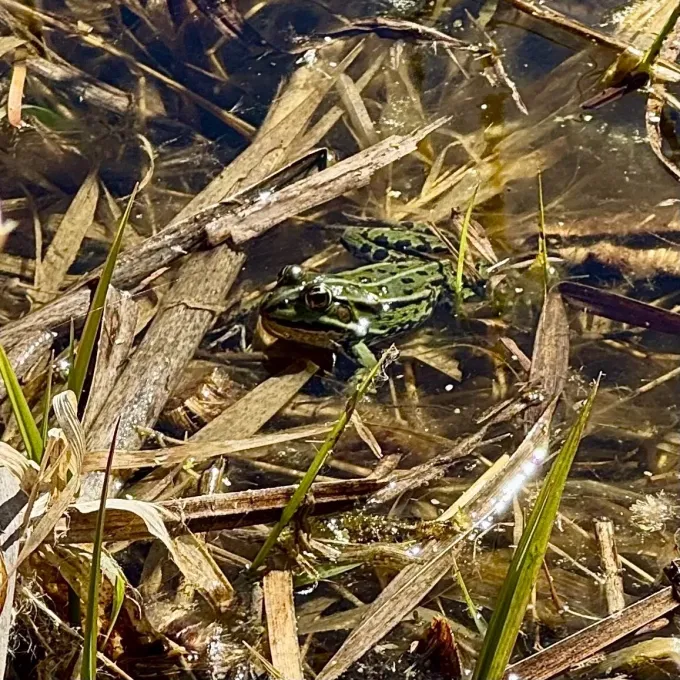 Pool frog