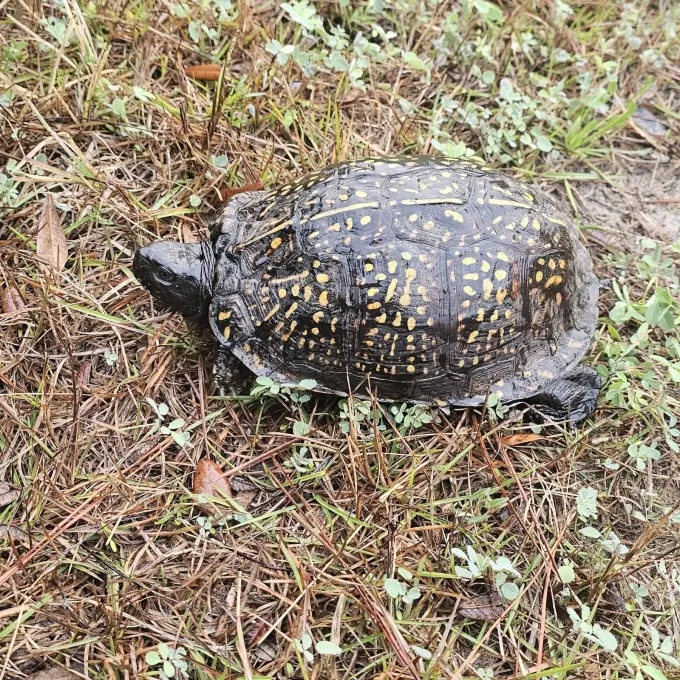 Eastern box turtle