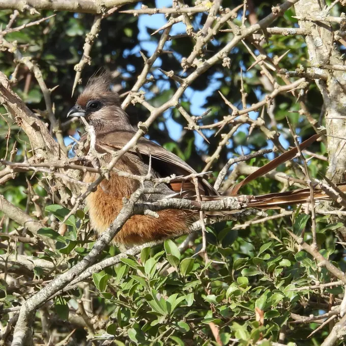 Mousebirds