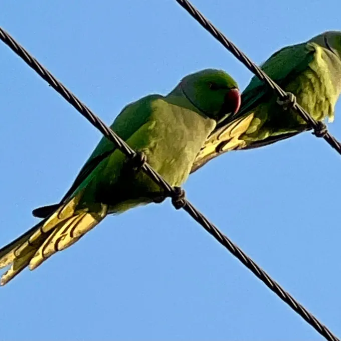Rose-ringed parakeet