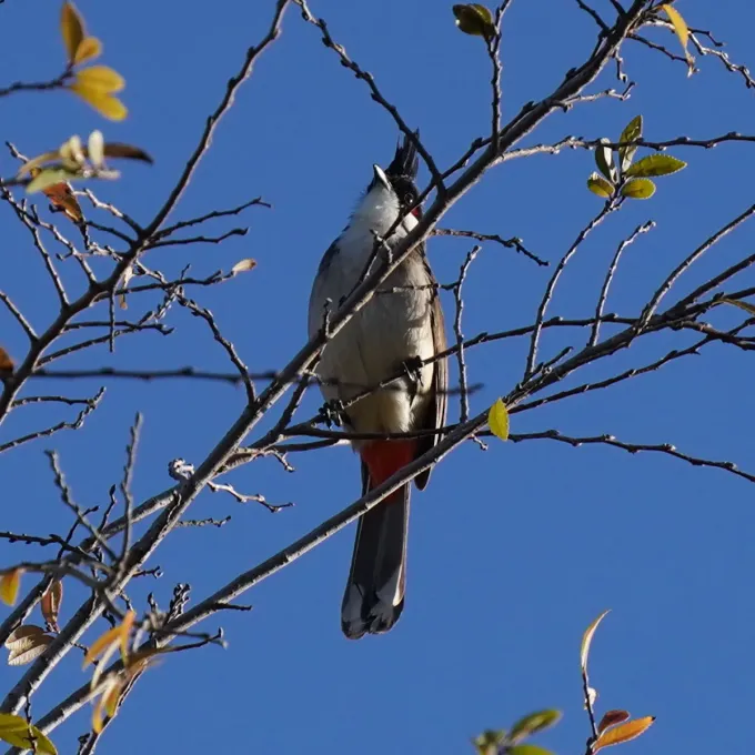 Bulbuls