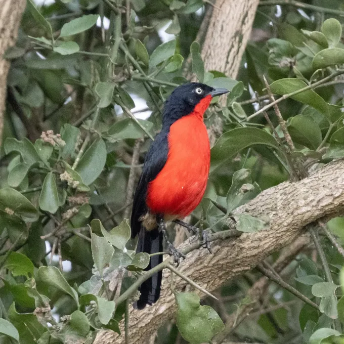 Black-headed gonolek