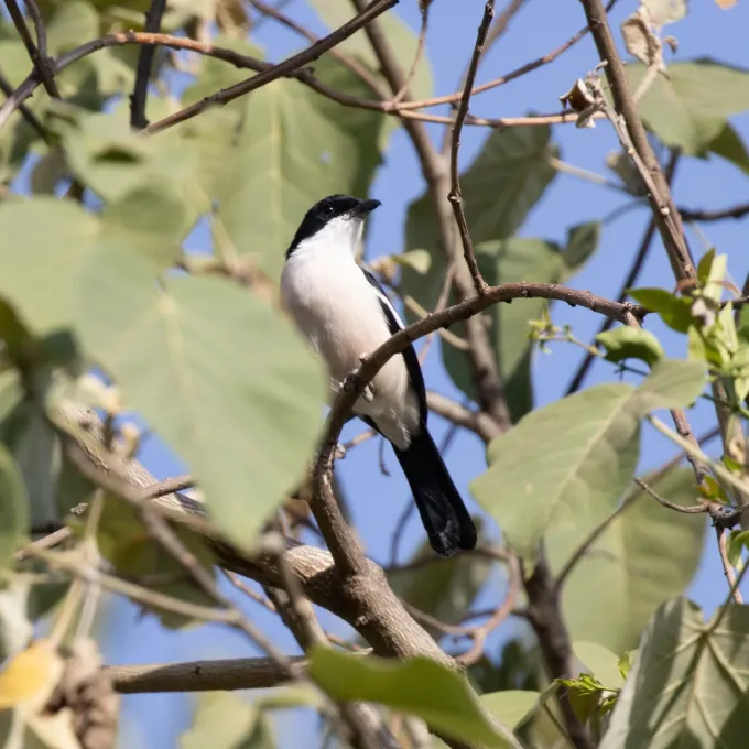 Tropical boubou