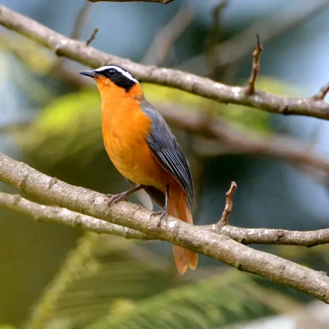 Heuglin's robin-chat