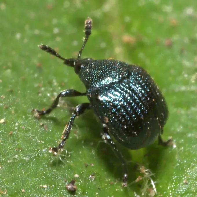 Oak leaf-rolling weevil
