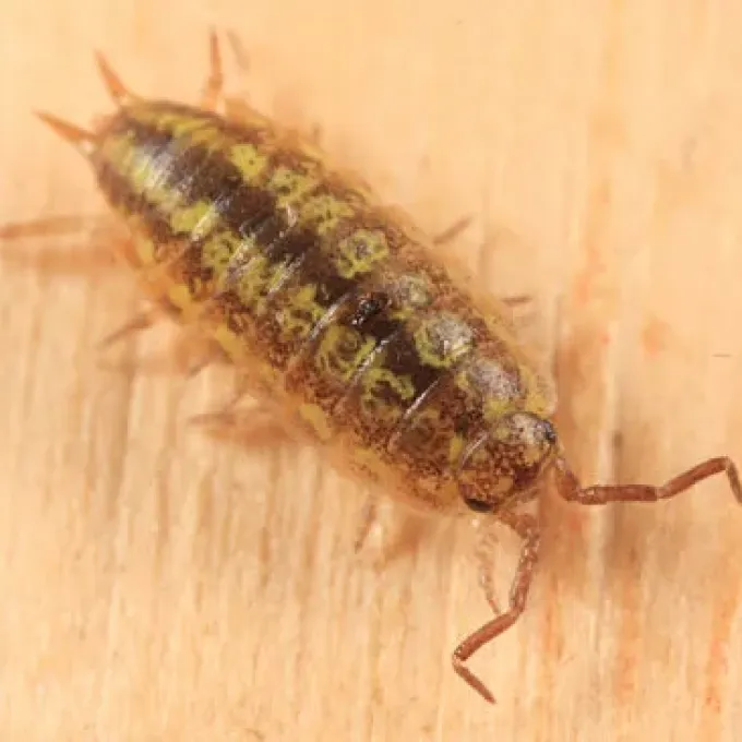 Philoscia