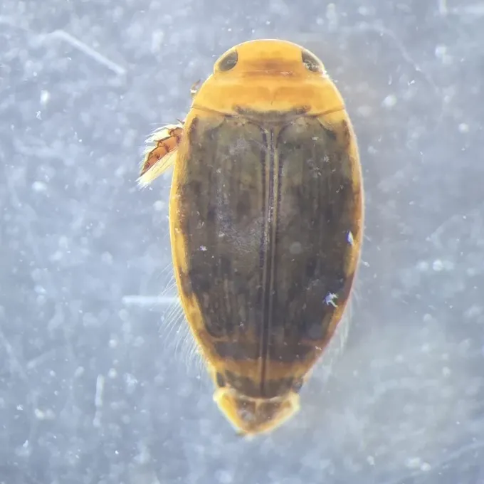 Lesser diving beetle