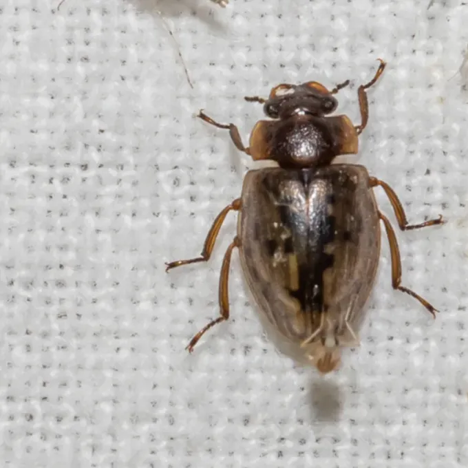 Spercheus emarginatus