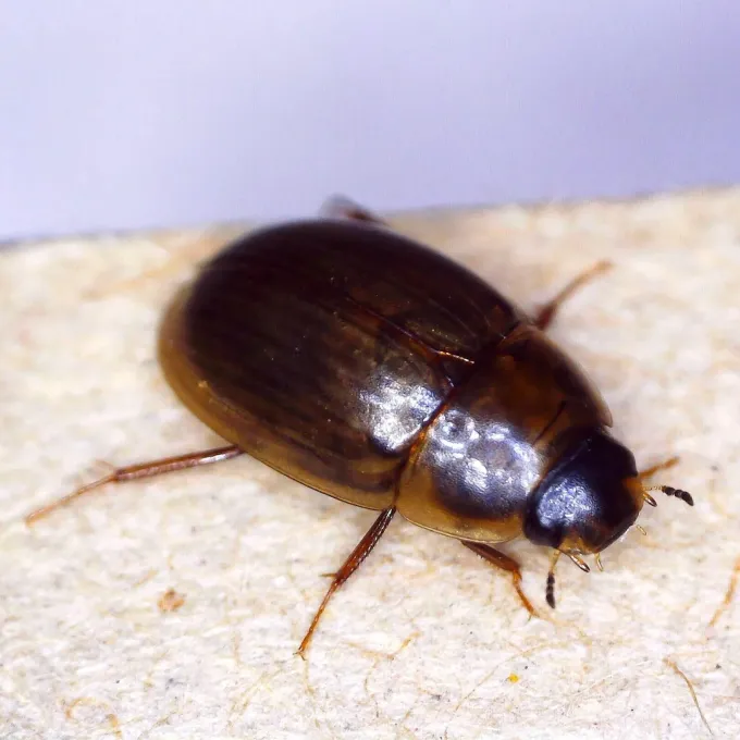 Enochrus testaceus