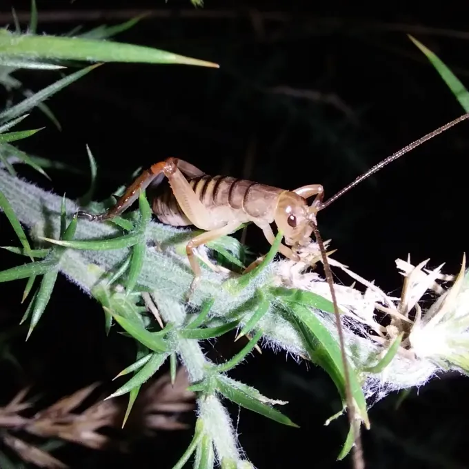 Weta