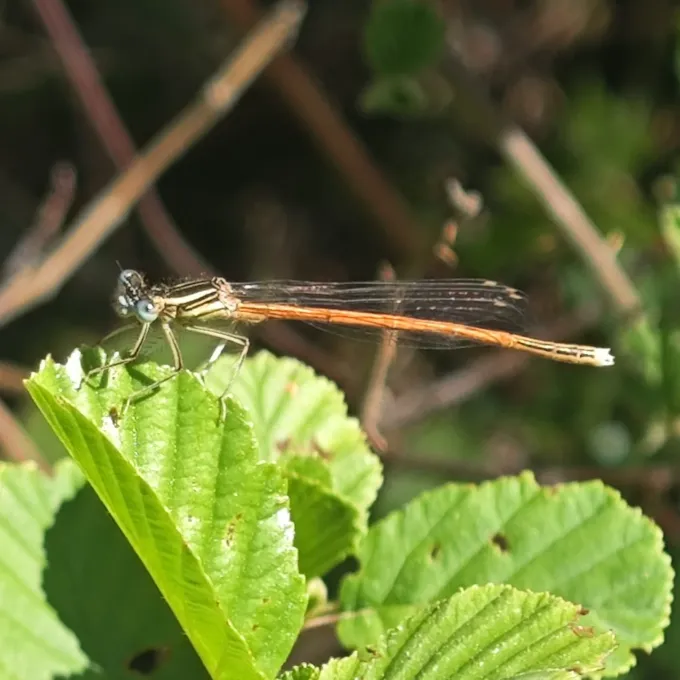 White-legged damselfly