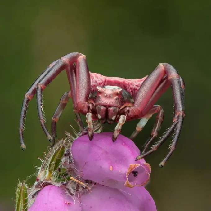 Crab spider