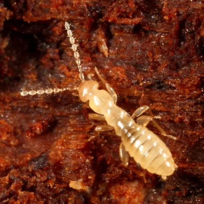 Zorotypus gurneyi