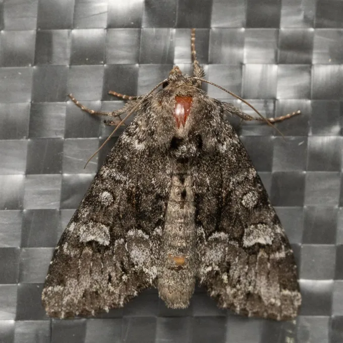Cabbage moth