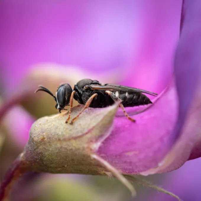 Sand wasp