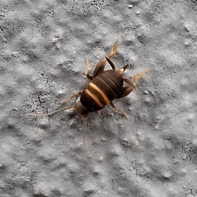 Myrmecophilus acervorum