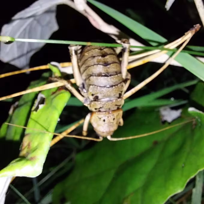 Giant weta