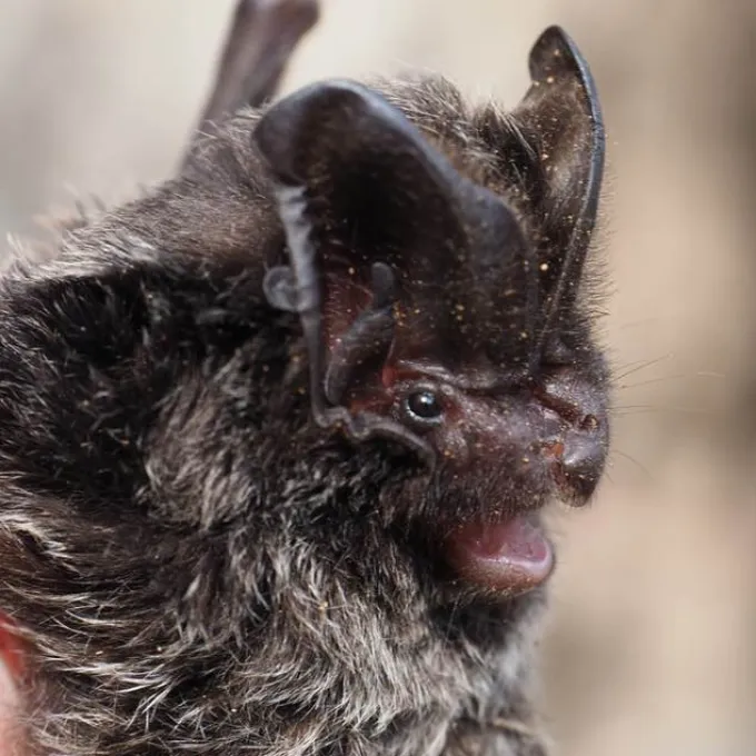 Western barbastelle