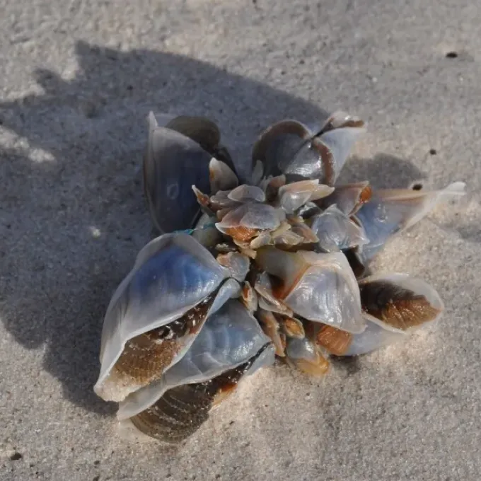 Goose barnacle