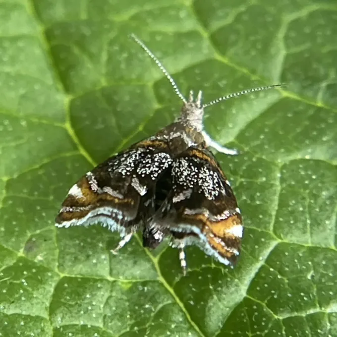 Prochoreutis