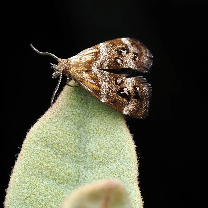 Artichoke moth