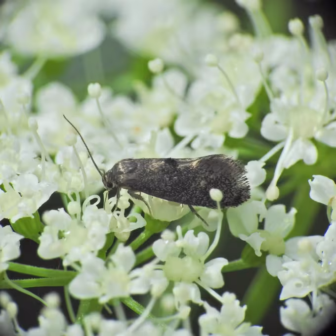 Phaulernis