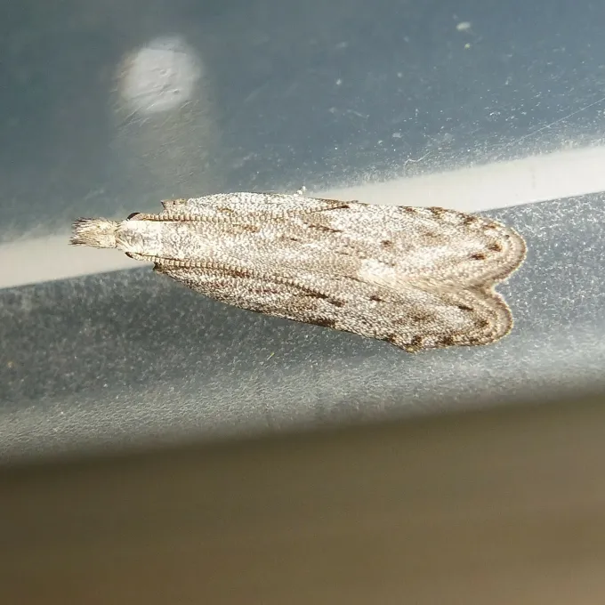 Anarsia spartiella