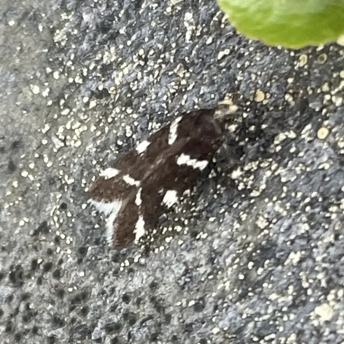 Хионодес видуэлла