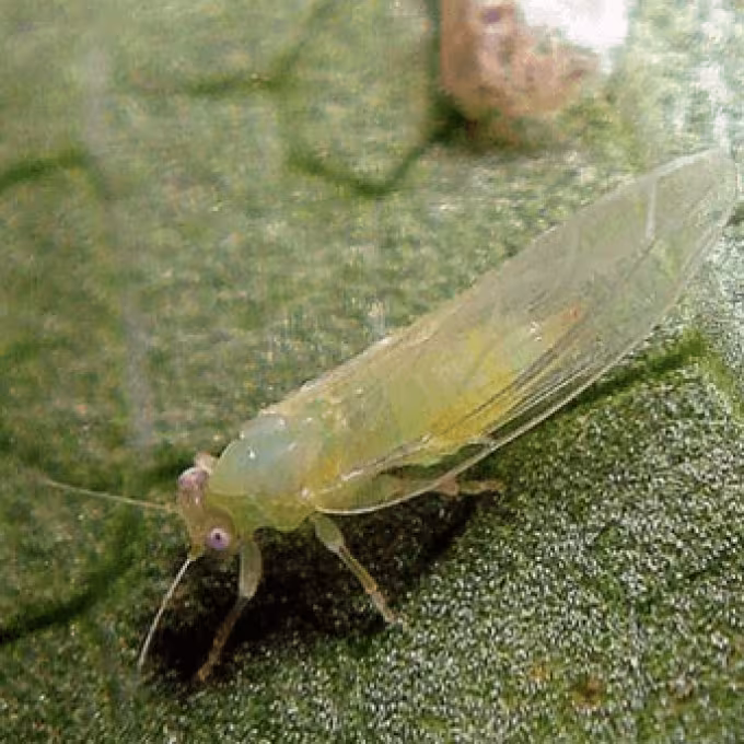 Carrot psyllid