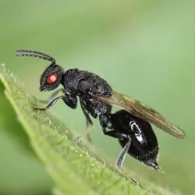 Plum seed wasp