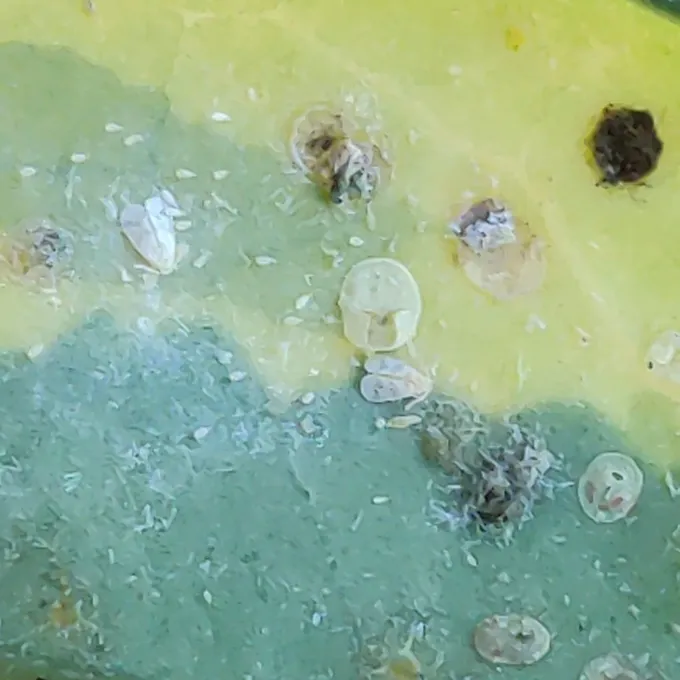 Schefflera whitefly