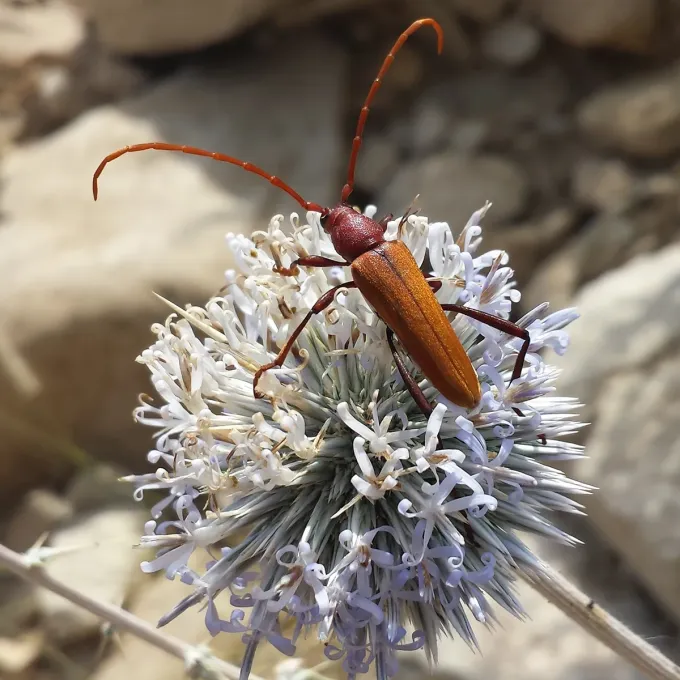 Apricot longhorn beetle