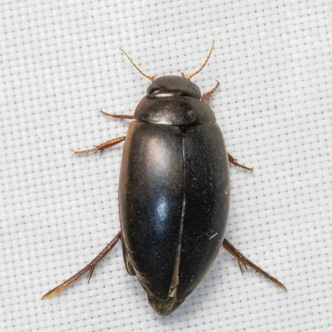 Ilybius