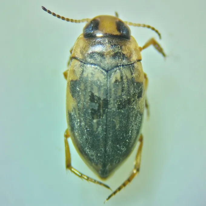 Scarodytes halensis