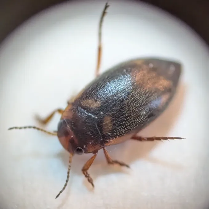 Marsh diving beetle