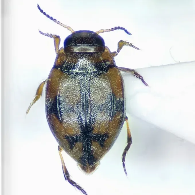Yola beetle